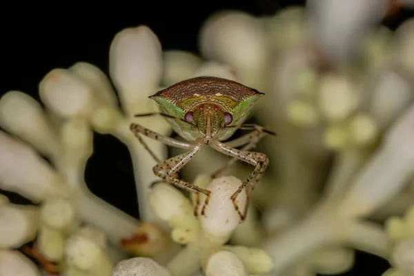 Adult Stink Bug Species Mormidea Ypsilon — 스톡 사진