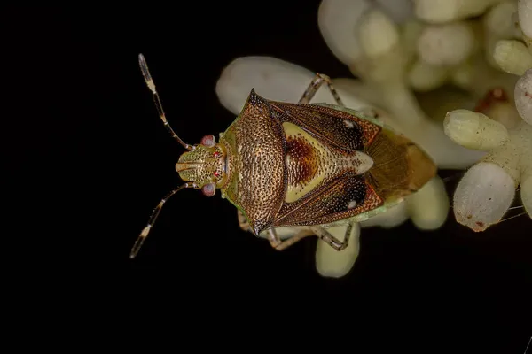 Adulto Apestoso Bug Especie Mormidea Ypsilon —  Fotos de Stock