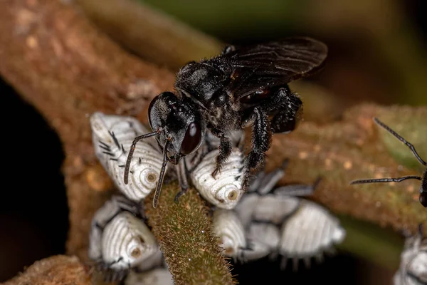 Stachellose Biene Des Stamms Meliponini Interagiert Mit Typischen Baumkäfern Nymphe — Stockfoto