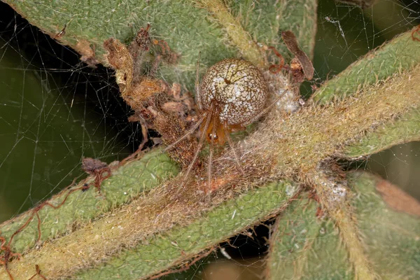 Adulto Feminino Cobweb Spider Family Theridiidae — Fotografia de Stock