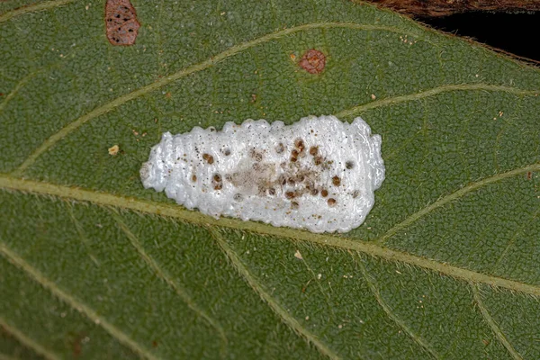 Tipik Membracidae Ailesinin Ağaç Zıplayıcılarının Yumurtaları — Stok fotoğraf