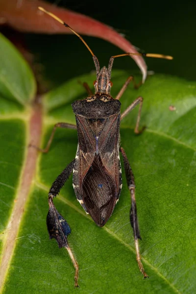 Ενηλίκων Leaf Footed Bug Του Γένους Leptoglossus — Φωτογραφία Αρχείου