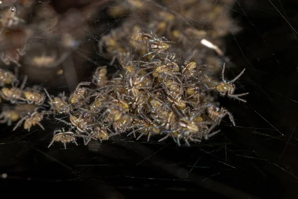 Petites Araignées Aranéoïdes Superfamille Araneoidea — Photo