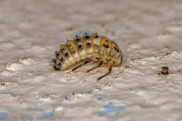 Μαύρο Spotted Lady Beetle Larva Του Γένους Eriopis — Φωτογραφία Αρχείου