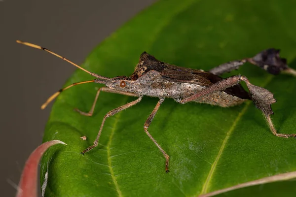 Adult Leaf Footed Bug Del Género Leptoglossus — Foto de Stock