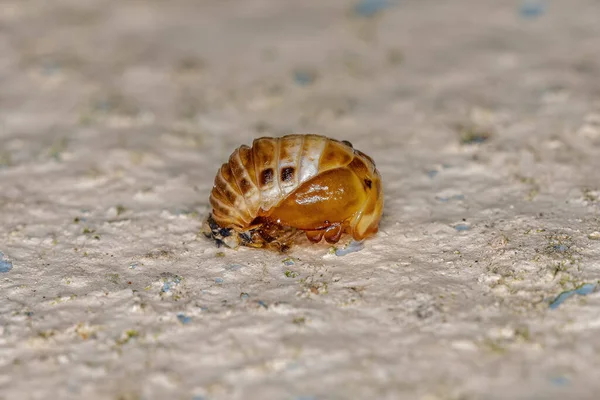 Eriopis Cinsinden Siyah Benekli Bayan Böcek Pupa — Stok fotoğraf