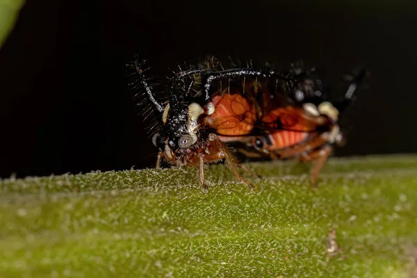 Yetişkin Ağaç Bekçisi Cyphonia Trifida Türünün Böcekleri — Stok fotoğraf