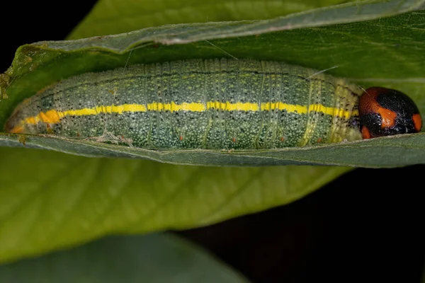 Lagarta Cabeça Verde Família Hesperiidae — Fotografia de Stock