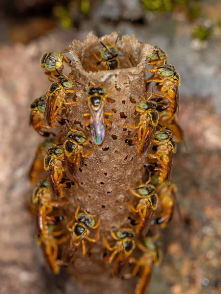品種テトラゴニスカ アングストゥラの成虫ジャイタイ — ストック写真