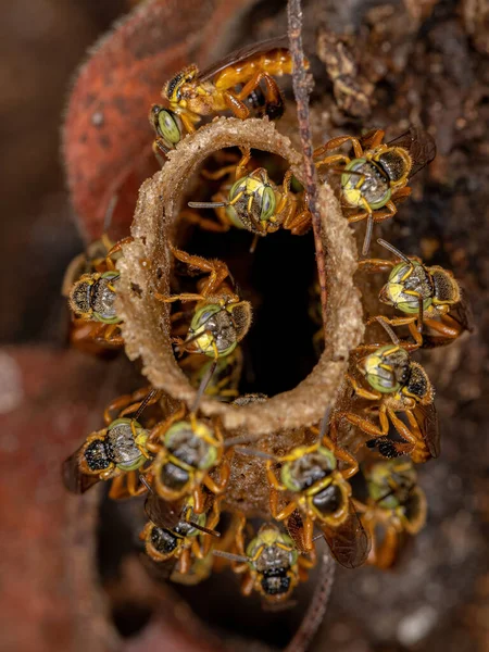 Ausgewachsene Jatai Bienen Der Art Tetragonisca Angustula Mit Selektivem Fokus — Stockfoto