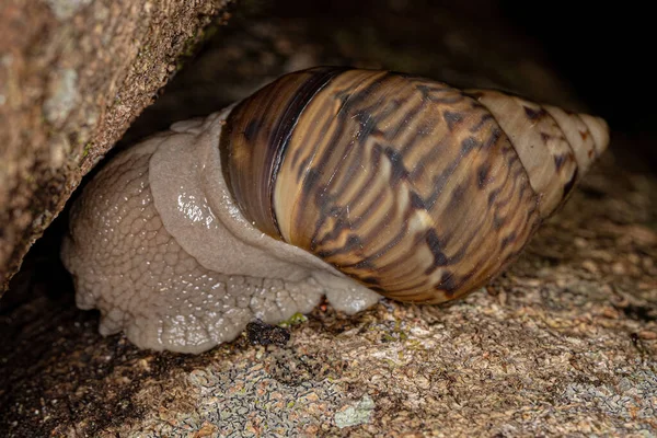 Common Land Snail Genus Orthalicus — Stock Photo, Image