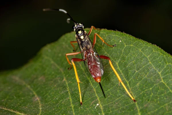 Guêpe Ichneumonide Adulte Famille Des Ichneumonidae — Photo