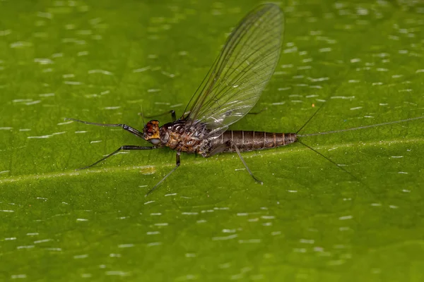 Взрослая Самка Зубчатой Жабрами Mayfly Семейства Leptophlebiidae — стоковое фото