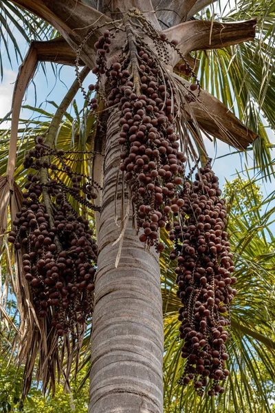 Moriche Palm Fruits of the species Mauritia flexuosa