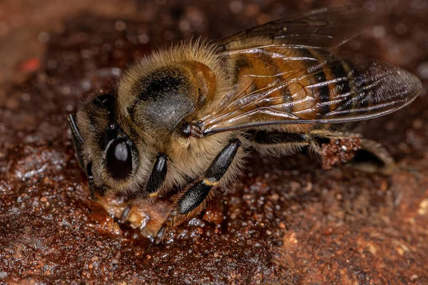 Abelha Mel Ocidental Fêmea Adulta Espécie Apis Mellifera Que Come — Fotografia de Stock