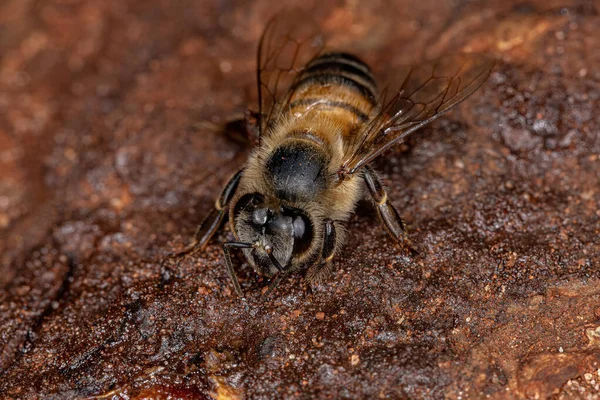 Volwassen Vrouwelijke Westelijke Honingbij Van Soort Apis Mellifera Die Angiosperm — Stockfoto