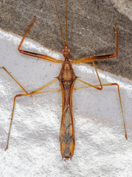 Adult Assassin Bug Genus Debilia — Stock Photo, Image