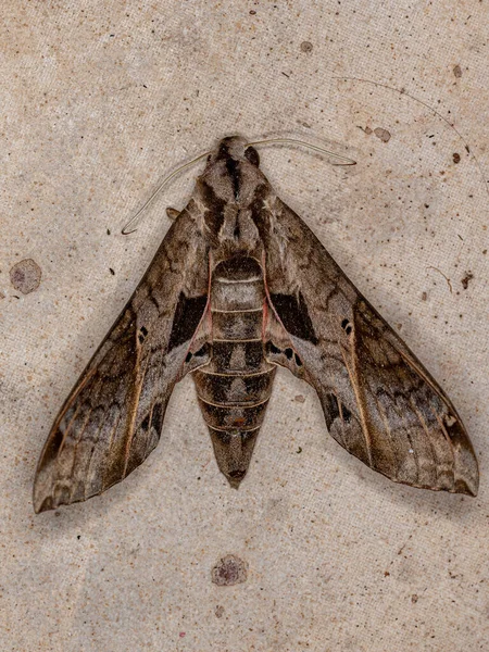 Martwa Makroskopowa Moth Gatunku Eumorpha Analis — Zdjęcie stockowe