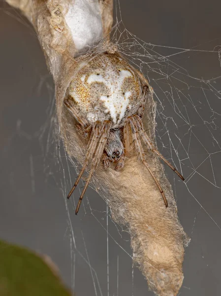 Genus Metepeira Orbweaver Spider — 스톡 사진
