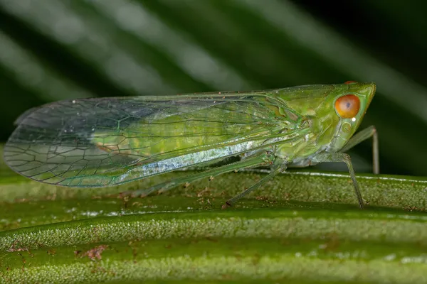 Adulto Green Planthopper Inseto Superfamília Fulgoroidea — Fotografia de Stock