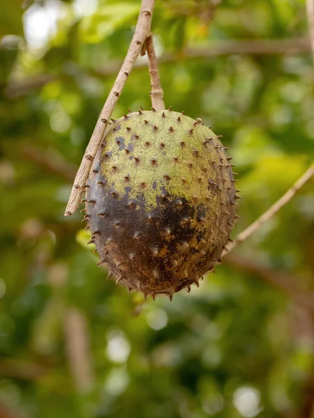 Grüne Sauerampferfrucht Der Art Annona Muricata Mit Selektivem Fokus — Stockfoto