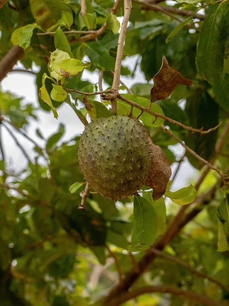 Fruta Soursop Verde Espécie Annona Muricata Com Foco Seletivo — Fotografia de Stock