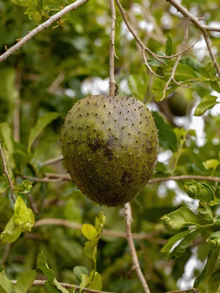 Zielony Soursop Owoce Gatunku Annona Muricata Ukierunkowaniem Selektywnym — Zdjęcie stockowe
