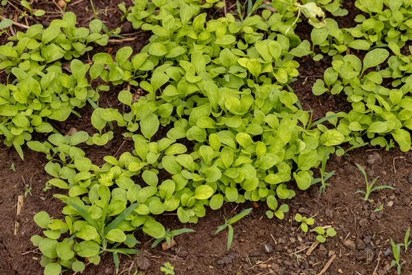 Rocketsalas Plant Leaves Species Eruca Vesicaria — 스톡 사진