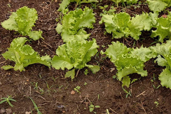 Green Lettuce Seedlings Grown Soil — Stock Photo, Image