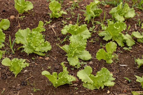 Grüner Salat Sämlinge Der Erde Angebaut — Stockfoto