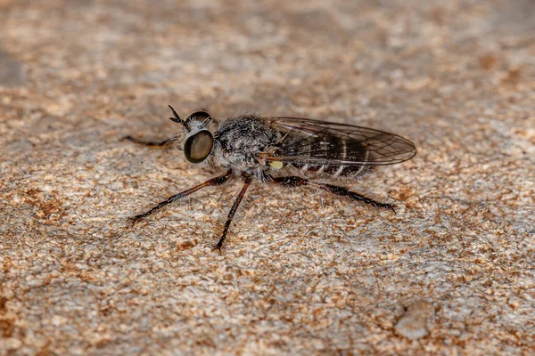 Adult Robber Fly Της Φυλής Atomosiini — Φωτογραφία Αρχείου