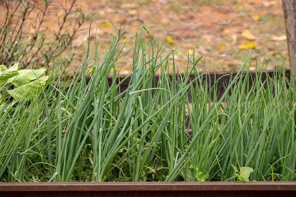 Pequenas Folhas Cebolinha Espécie Allium Schoenoprasum — Fotografia de Stock