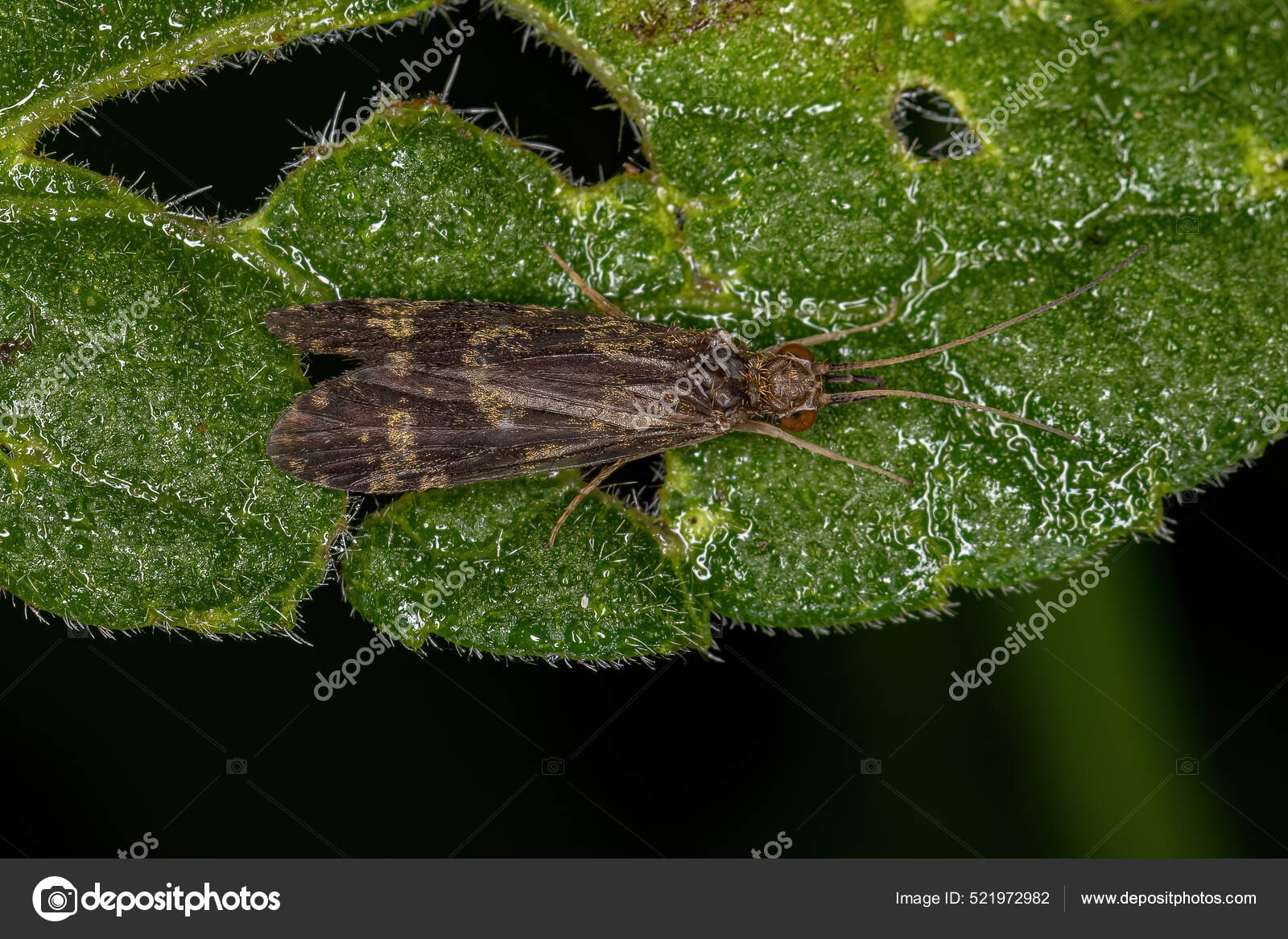 Adult Caddisfly Insect Order Trichoptera Stock Photo by ©softkrafts