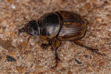 Digitonthophagus gazella türünün yetişkin ceylanı Scarab 'ı