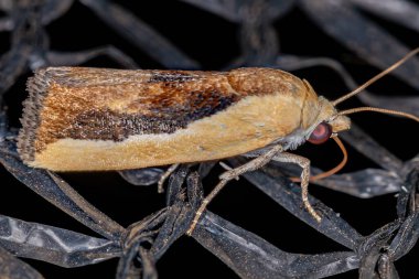 Ponometia exigua türünün çift renkli kuş düşüren güvesi