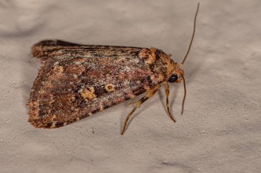 Noctuidae ailesinin Yetişkin Kelebek Güvesi