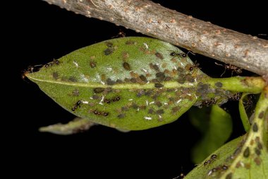 Aphididae ailesinin küçük yaprak bitleri ve Pheidole cinsinin büyük başlı karıncaları.