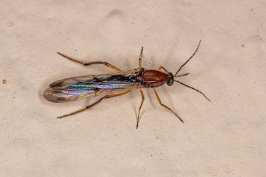 Stenoxenus Cinsinin Yetişkin Isıran Ortası