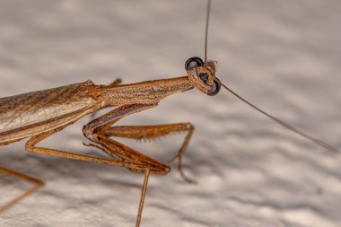 Thespidae ailesinden Yetişkin Thespid Mantis