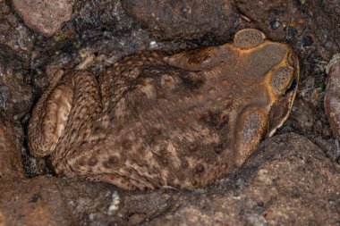 Yetişkin Cururu Kurbağası. Rhinella diptycha.