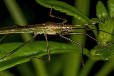 Stenocoris cinsinden Yetişkin Pirinç Böceği