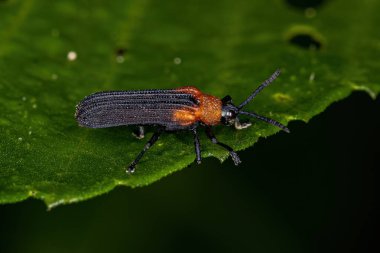 Chalepini Kabilesinin Yetişkin Yaprak Böceği