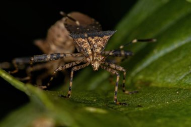 Zicca cinsinin Yetişkin Yaprak Ayaklı Böceği