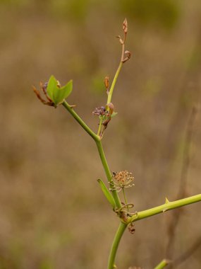 Smilax cinsinin Greenbrier Angiosperm Bitkisi