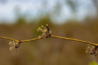 Smilax cinsinin Greenbrier Angiosperm Bitkisi