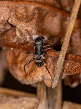 Sarinda cinsinin erkek, yetişkin, zıplayan örümceği, marangoz, camponotus cinsinin karıncalarını taklit eder.