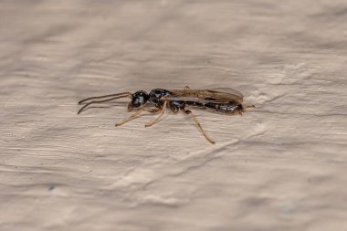 Pseudomyrmex cinsinin yetişkin dişi karınca.