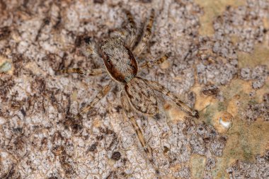 Küçük Gri Duvar Atlayan Örümcek türü Menemerus bivittatus