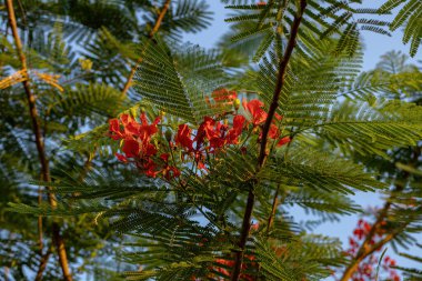Ağacın kırmızı çiçeği seçici odaklı Delonix rejiminin gösterişli türü.