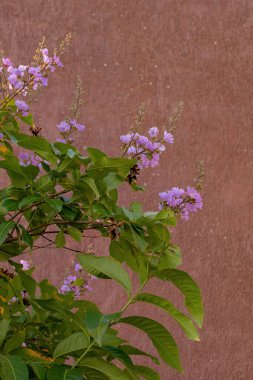 Seçici odaklı Lagerstroemia Cins Çiçekleri ile Crape-Myrtles Ağacı